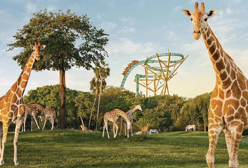 Busch Gardens, animais