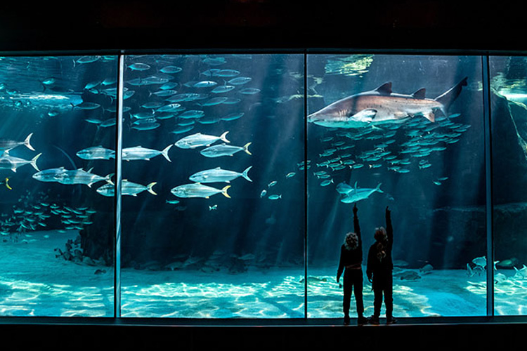 Two Oceans Aquarium